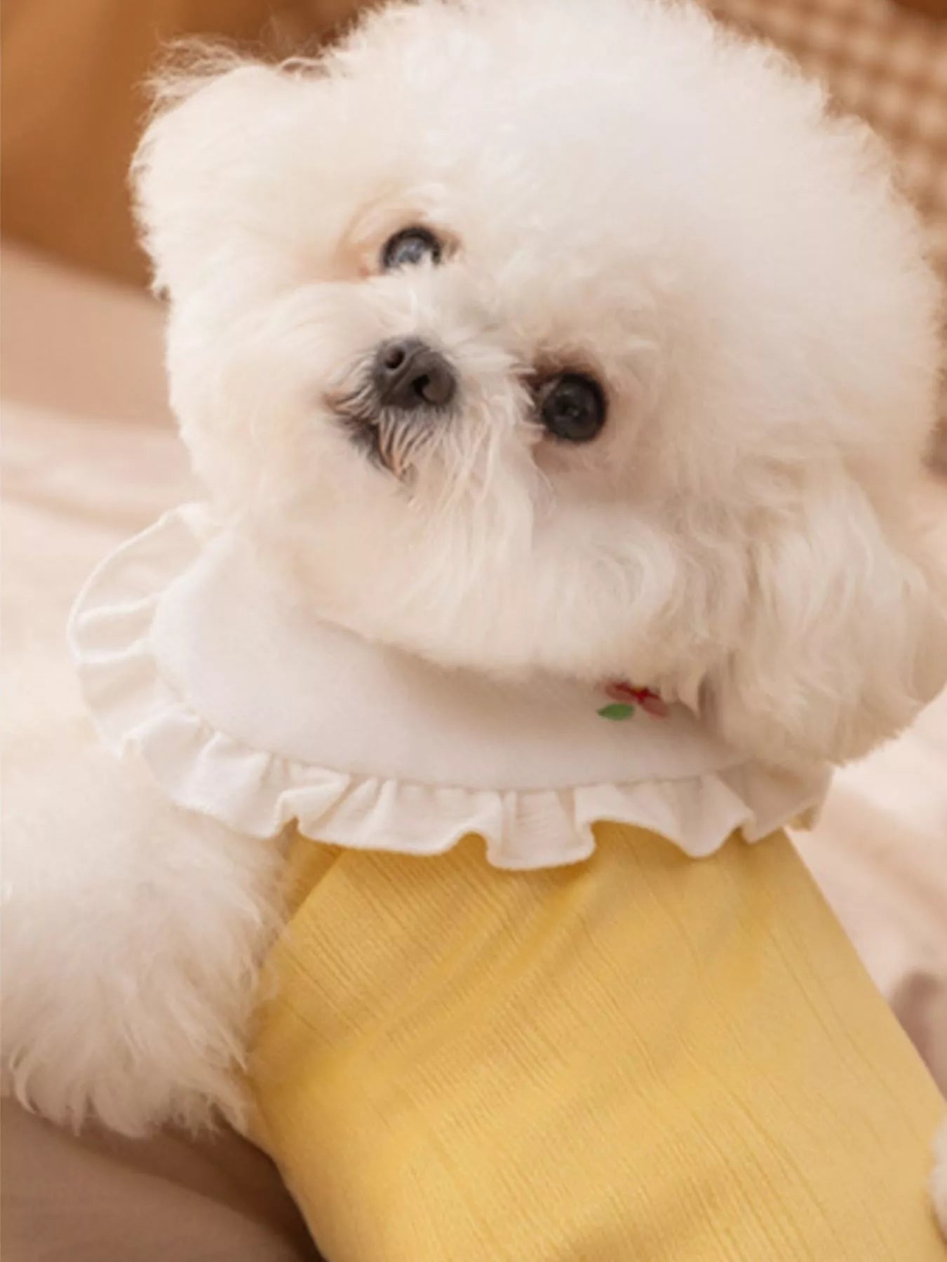 31da9ef6-e001-4acb-8733-19928daae237-Max-Origin