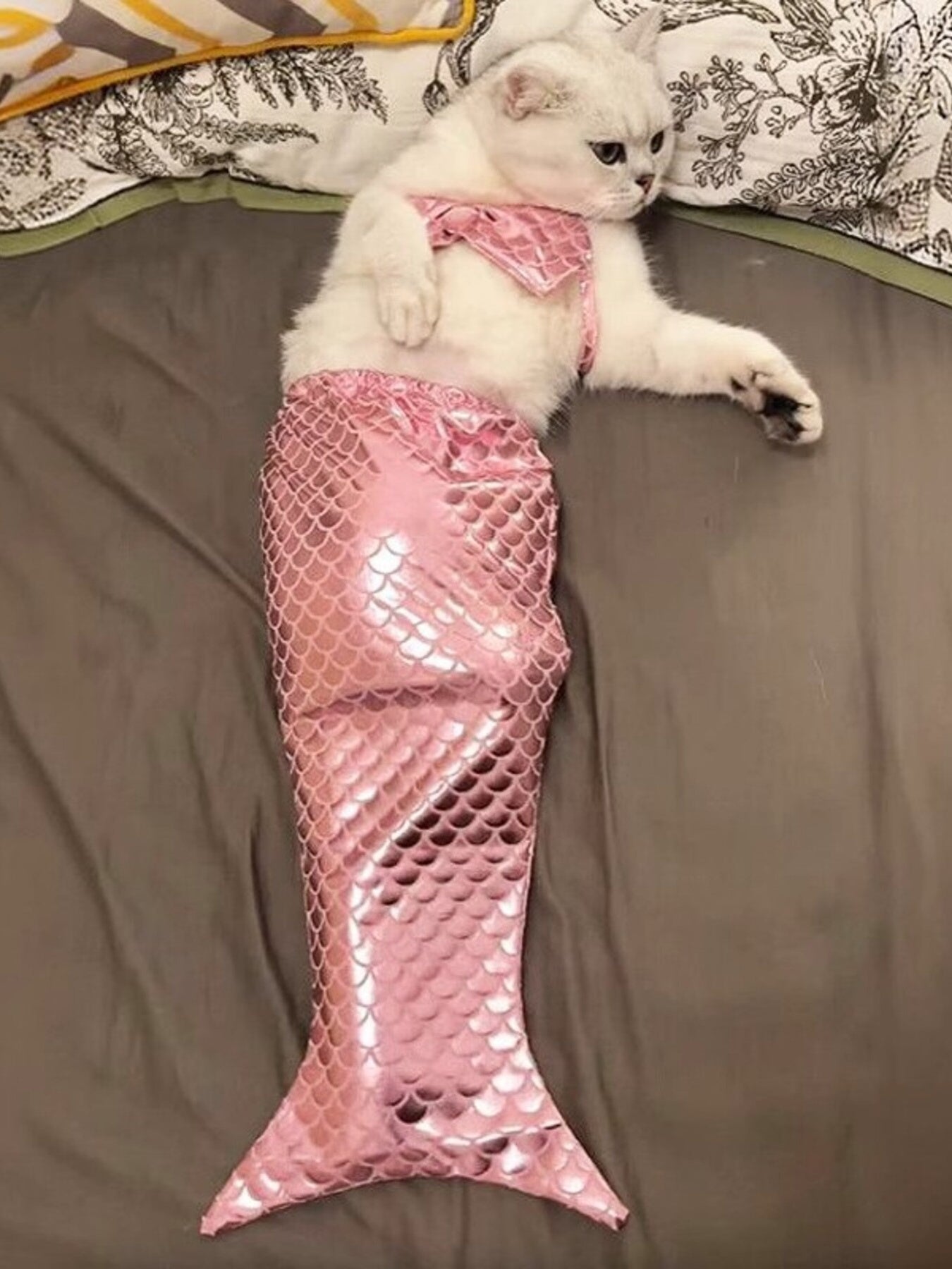 ad7a1d07393448c49ee872c05294af04-Max