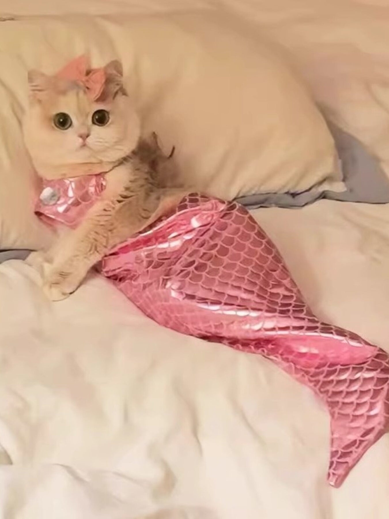 b2e2978dc34a4ed994f9e4eb8e2a3ccc-Max